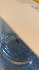 Leptoglossus occidentalis