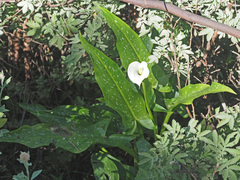 Zantedeschia albomaculata