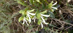 Bonatea speciosa