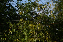 Ceuthmochares australis