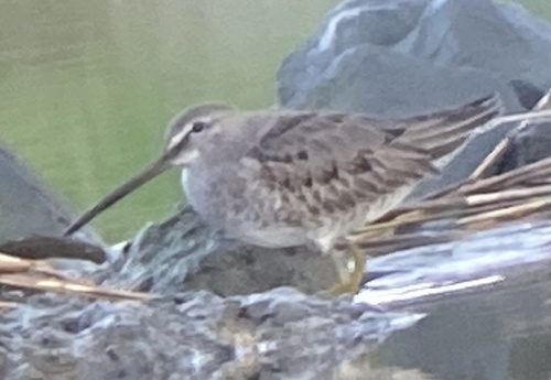 Agujeta escolopácea (Limnodromus scolopaceus)