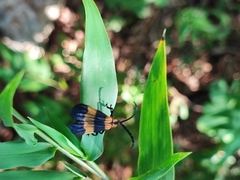 Calopteron bifasciatum