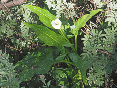 Zantedeschia albomaculata