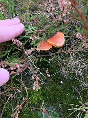 Pseudohygrocybe