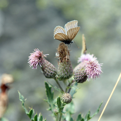Polyommatus damon