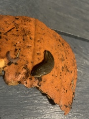 Arion hortensis