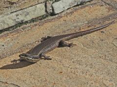 Trachylepis punctatissima