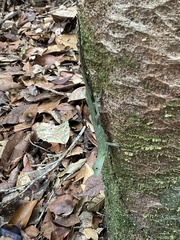 Anolis punctatus