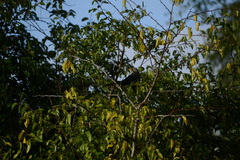 Ceuthmochares australis