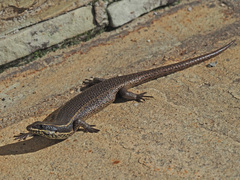 Trachylepis punctatissima