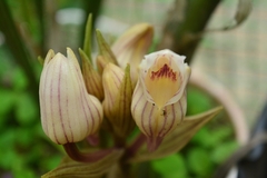 Collabieae