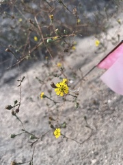 Deinandra paniculata