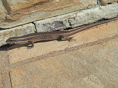 Trachylepis punctatissima
