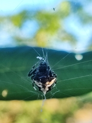 Verrucosa