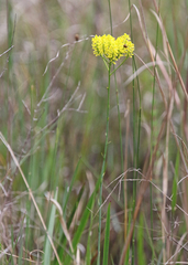 Polygala cymosa