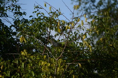 Ceuthmochares australis