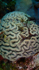 Mycetophyllia