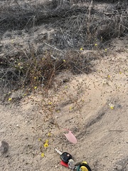 Deinandra paniculata