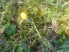 Pilosella lactucella