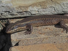 Trachylepis punctatissima