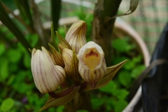 Collabieae
