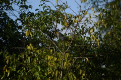 Ceuthmochares australis