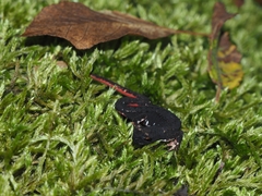 Salamandrina perspicillata