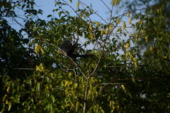 Ceuthmochares australis