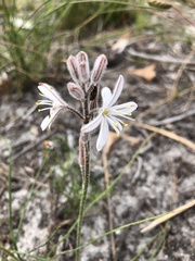 Trachyandra hirsutiflora