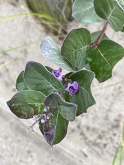 Vitex rotundifolia