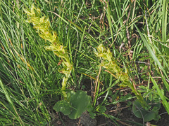 Habenaria lithophila