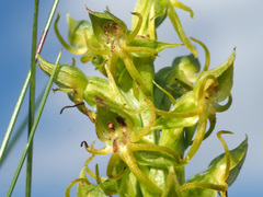 Habenaria lithophila