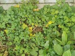 Diplocarpon fragariae