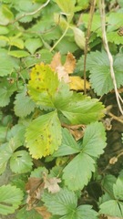 Diplocarpon fragariae