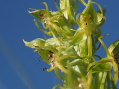 Habenaria lithophila