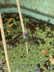 Micrathyria atra