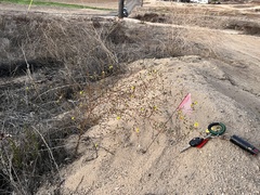 Deinandra paniculata