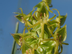 Habenaria lithophila