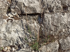 Angiospermae