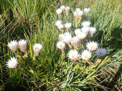Helichrysum monticola
