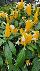 Pachystachys lutea
