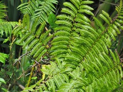 Cyathea capensis