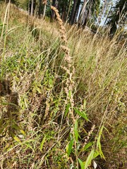Artemisia douglasiana