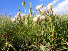 Helichrysum monticola