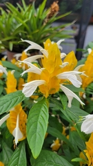 Pachystachys lutea