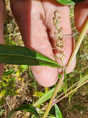 Artemisia douglasiana