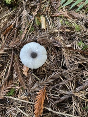 Lepiota atrodisca