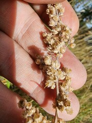 Artemisia douglasiana