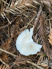 Lepiota atrodisca