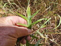 Artemisia douglasiana